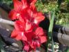 Glayl (gladiolus)