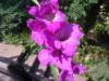 Glayl (gladiolus)