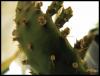 Opuntia_monacantha