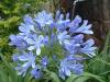 Agapanthus Africanus