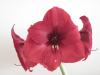 Amaryllis - Dark Red