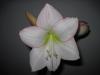 Amaryllis - White Lady