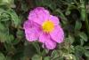 Cistus