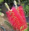 Callistemon