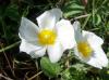 Cistus salvifoliu