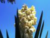 Yucca Gloriosa