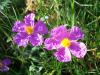 Cistus