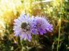 Scabiosa Columbaria