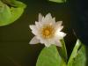 Nymphaea Alba