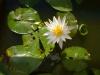 Nymphaea Alba