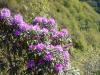 Dou Karadeniz'de Orman Gl (rhododendron)