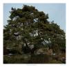 Pinus sylvestris