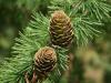 Larix Decidua