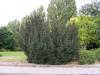adi Ardıç  (Juniperus communis L.)