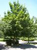 Çınar Yapraklı Akçaağaç  (Acer platanoides l.)