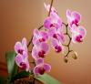 Orkide 3