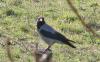 Leş Kargası (Corvus corone pallescens)