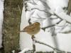 Sere (Passer domesticus)