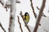 Byk Batankara (Parus major)