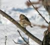  spinoz ( Fringilla coelebs)