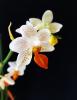 Orkide Mini Marc 'holm'