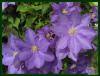 Clematis