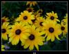 Rudbeckia