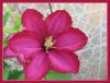 Clematis