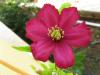 Pembe Clematis