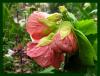 Abutilon