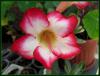 Adenium