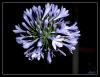 Agapanthus