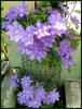 Clematis