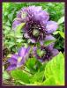 Clematis Multi Blue