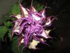 Datura Brugmansia