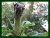 Datura Brugmansia