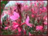 Gaura als