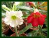 Adenium(l Gl)