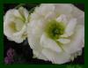 Lisianthus