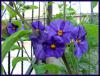 Solanum