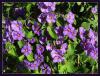 Solanum Rantonettii