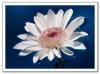 34094-0611240753511waterdaisy5x7x800 Thumbnail1