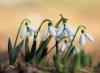 34094-snowdrops Close-up