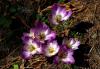 Colchicum speciosum