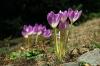 Colchicum speciosum