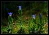 Gentiana Septemfida Pallas.