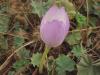 Colchicum Bornmuelleri Freyn