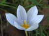 Crocus Pulchellus, Tarhana Otu