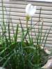 Beyaz Zpkt (zephyranthes Candida)