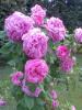 Isparta Gülü (rosa × Damascena),